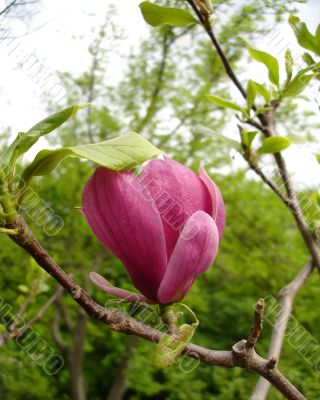 Magnolia Flower