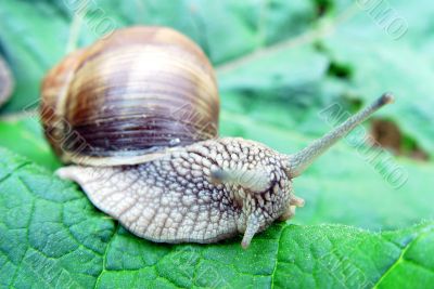 Grape snail Grape snail