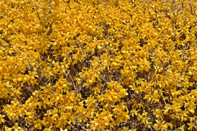 Yellow Flowering Bush: Forsythia