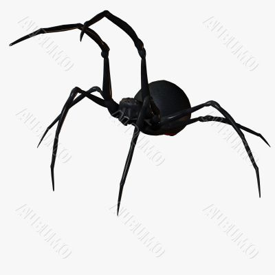 Black Widow Spider