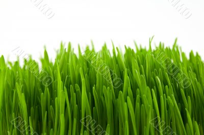 green grass