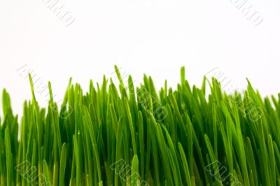 green grass isolated