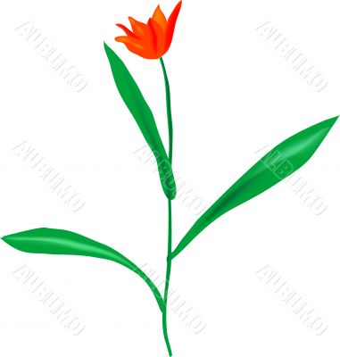 Red tulip Red tulip
