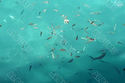 Fine fishes in azure water