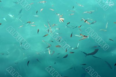 Fine fishes in azure water Fine fishes in azure water