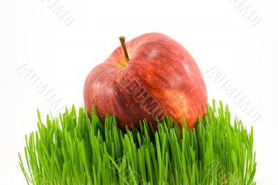 apple on grass