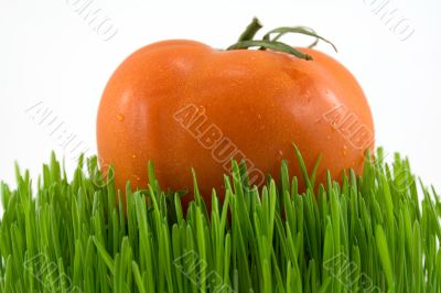 tomato on grass