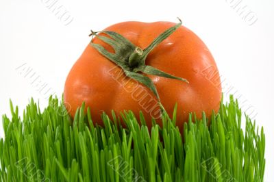 tomato on grass