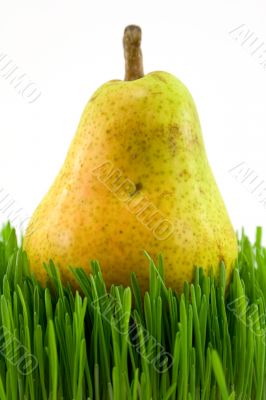 pear on green grass