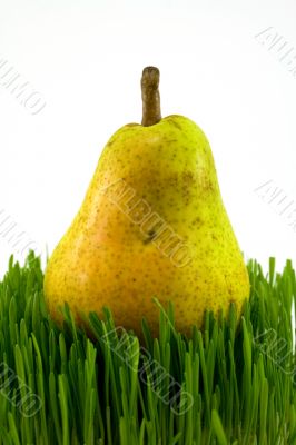 pear on grass