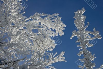 Winter branches with snow