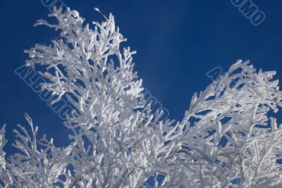 Winter branches with snow