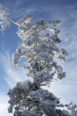 Fairy tale of winter forest