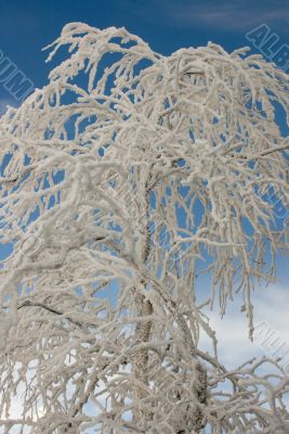 Fairy tale of winter forest