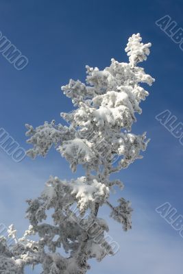 Winter branches with snow