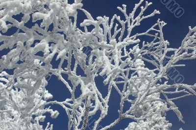 Winter branches with snow