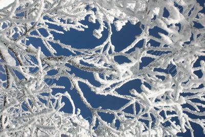 Winter branches with snow
