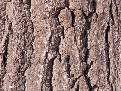 The bark of an Oak tree