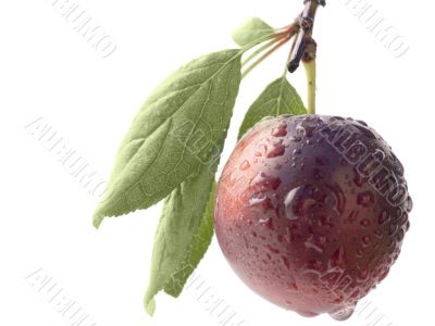 Fruits ripe violet sweet plums