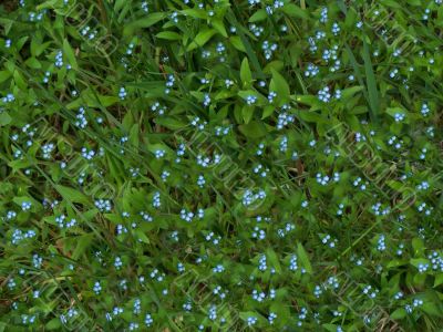 Dainty forget-me-not flowers Dainty forget-me-not flowers