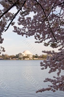 Jefferson Memorial framed by Cherry Blossom over Tidal Basin