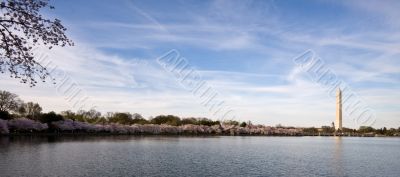 Panorama of cherry blossoms