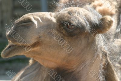 camel head