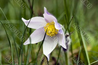Spring flowers of Pulsatilla