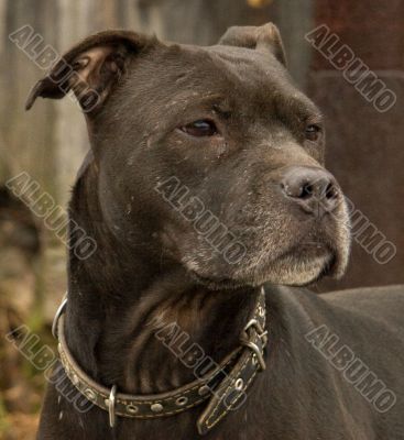 Black Female Pitbull on dark background