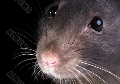 rat