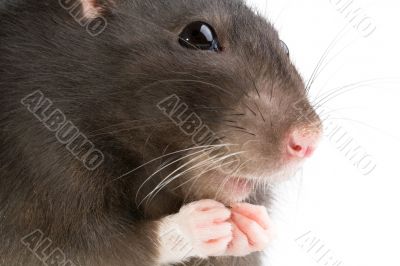 rat rat