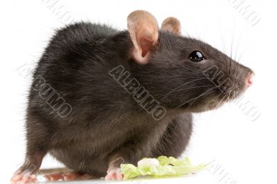 rat