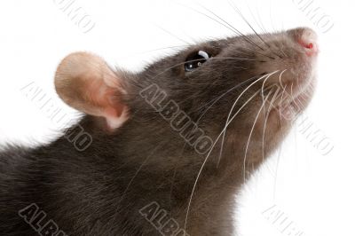 rat