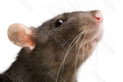 rat