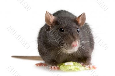 rat