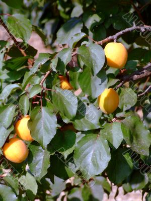 Apricot tree