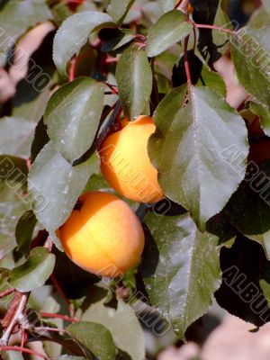Apricot tree