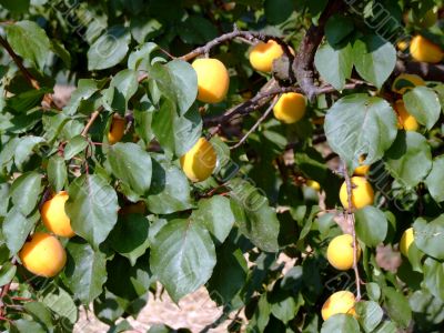 Apricot tree
