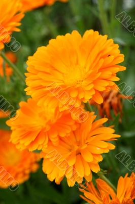 Medicinal calendula Medicinal calendula