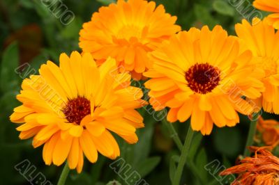 Calendula Calendula