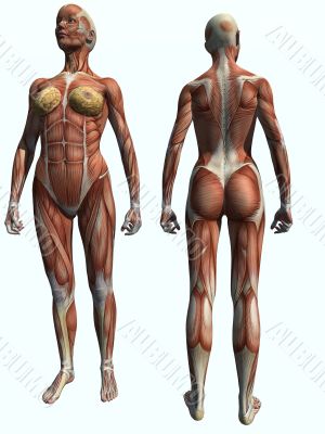Muscles Female