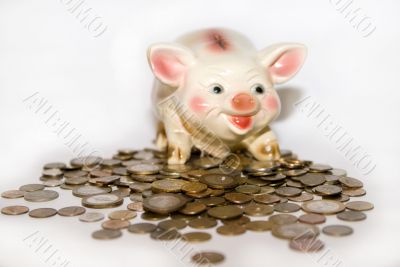Lucky pig on coins on a white background