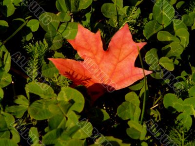 red leaf