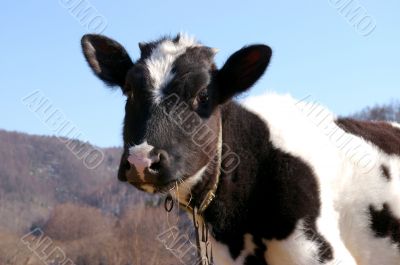 The Calf. The Calf.