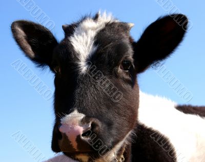 The Calf. The Calf.