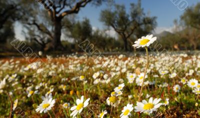 Daisy field