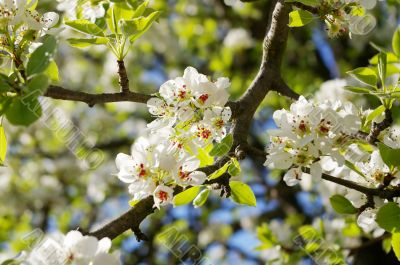 white pear flowers