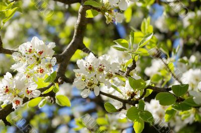 white pear flowers