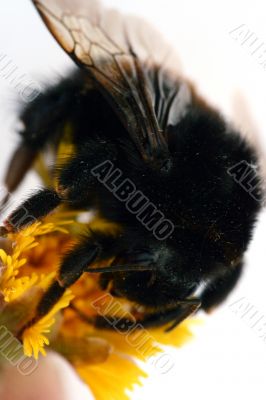 Bumblebee isolated in white