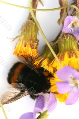 Bumblebee isolated in white